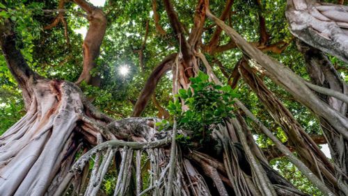 hevea caoutchouc arbre